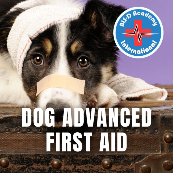 z4_DAFA - Dog Advanced First Aid